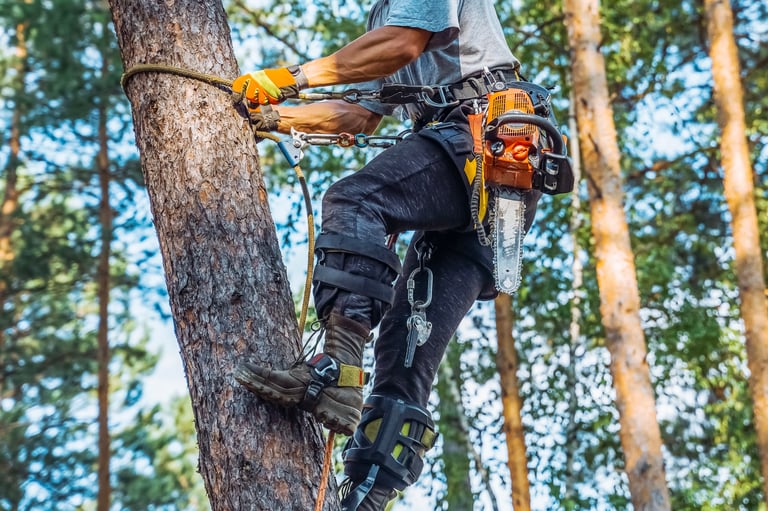 Tree surgeon, chainsaw arborist working in the crown of a pine tree and cutting with a chainsaw