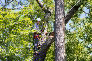 Professional tree pruning