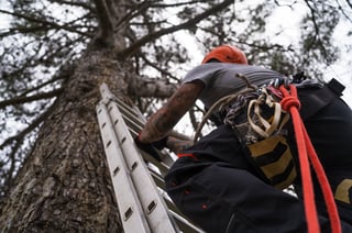 Tree surgeon on ladder pruning