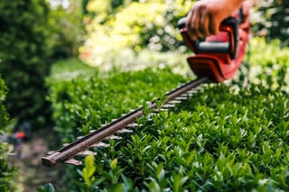 Neat boxwood hedge trimming