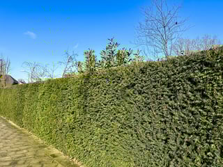 Neatly trimmed thuja hedge