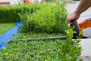 Man trimming garden bushes