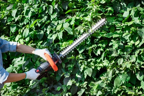 Professional hedge trimming service