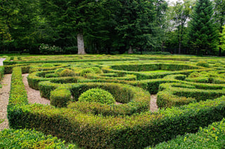 Ornamental trimmed boxwood garden