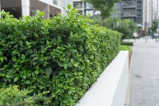 Neat hedge along garden path