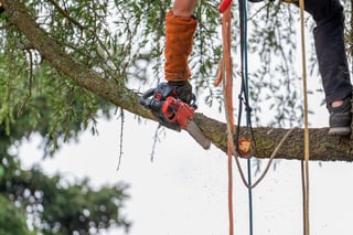 Arborist pruning tree branches