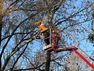 Tree trimming operation