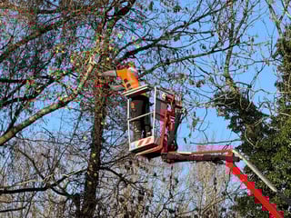 Tree surgeon on cherry picker