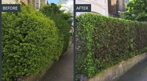 Before and after comparison of hedge trimming, showing overgrown shrub transformed into neatly shaped hedge