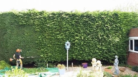 A garden scene with a person tending to plants near a thick green ivy-covered wall, with decorative elements and a brick building visible