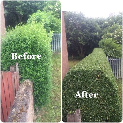 Before and after comparison of hedge trimming and landscaping transformation with overgrown vegetation cleared into neat, manicured hedges