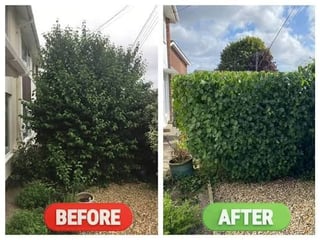 Professional hedge trimming transformation - our expert team at work