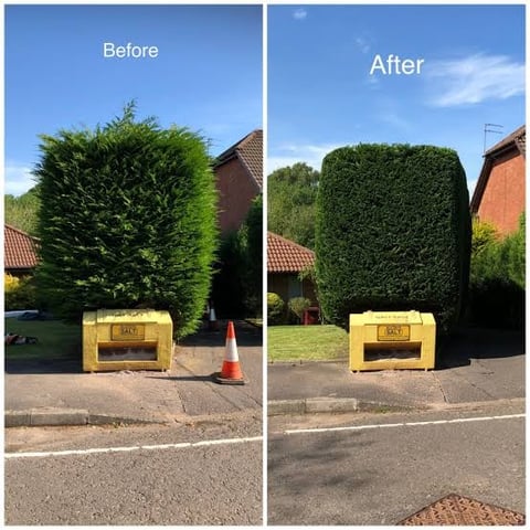Before and after comparison of a tall hedge trimmed into a rectangular shape beside a yellow utility box