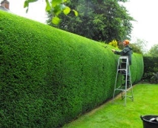 Professional gardener trimming a tall hedge in a well-maintained garden - our expert team at work