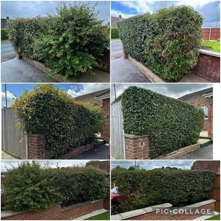 Six photos showing various stages of topiary hedge trimming and sculpting projects, featuring green plants shaped into geometric forms