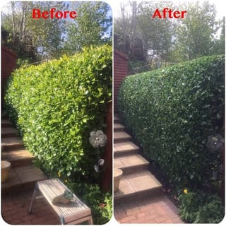 Garden hedge transformation - overgrown to perfectly trimmed
