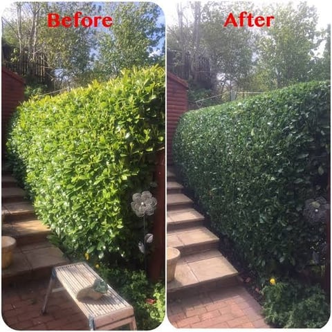 Before and after comparison of hedge trimming showing an overgrown bright green hedge transformed into a neatly pruned darker green hedge along a brick pathway